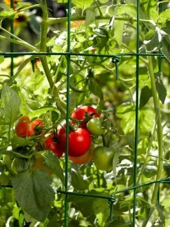 Tomato Cages, Set Of 4 -Garden Care Shop 34182 588 tif