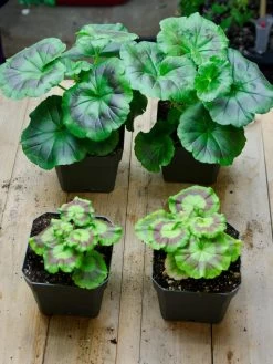 Organic Seed Starting Mix, 6 Quarts -Garden Care Shop 37808 002E tif