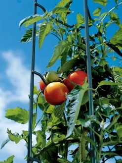 Tomato Ladders, Set Of 3 12 Tomato Ladders, Set Of 3 -Garden Care Shop 38184 003E tif