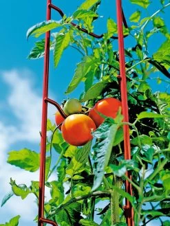 Tomato Ladders, Set Of 3 13 Tomato Ladders, Set Of 3 -Garden Care Shop 38185 003E tif