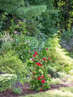 Essex Round Trellises -Garden Care Shop 39545 2286 tif