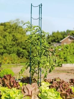 Stacking Tomato Ladders, Set Of 6 -Garden Care Shop 40309 100 tif