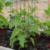 Pepper And Eggplant Cages, Set Of 3 -Garden Care Shop 8587048 1073 tif