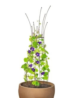 Jardin Pot Trellis 13 Jardin Pot Trellis -Garden Care Shop 8587120 1006 tif