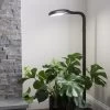 Agrobrite Floor Plant Lamp -Garden Care Shop 8592053 0215 tif