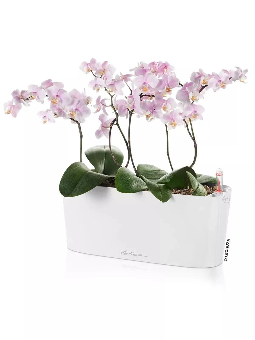 Lechuza® Delta Self-Watering Windowsill Planters 5 Lechuza® Delta Self-Watering Windowsill Planters - Image 3