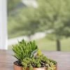 Small Round Copper Plant Tray, 10" -Garden Care Shop 8593529 4520 tif