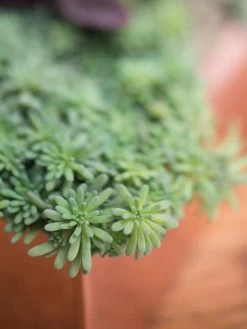 Tall Rectangular Copper Plant Tray, 18" X 5" X 4" 9 Tall Rectangular Copper Plant Tray, 18" X 5" X 4" -Garden Care Shop 8593534 4601 tif