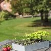 Galvanized Seed Starting Tray