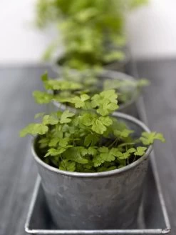 Galvanized Herb Planters With Rectangular Tray 8 Galvanized Herb Planters With Rectangular Tray -Garden Care Shop 8595903 advice 1777 tif