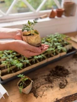 Paper Pots, 50 Cell 13 Paper Pots, 50 Cell -Garden Care Shop 8599830 0507 tif