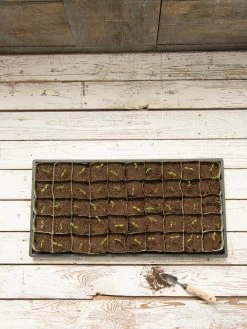 Paper Pots, 50 Cell 12 Paper Pots, 50 Cell -Garden Care Shop 8599830 18489 tif