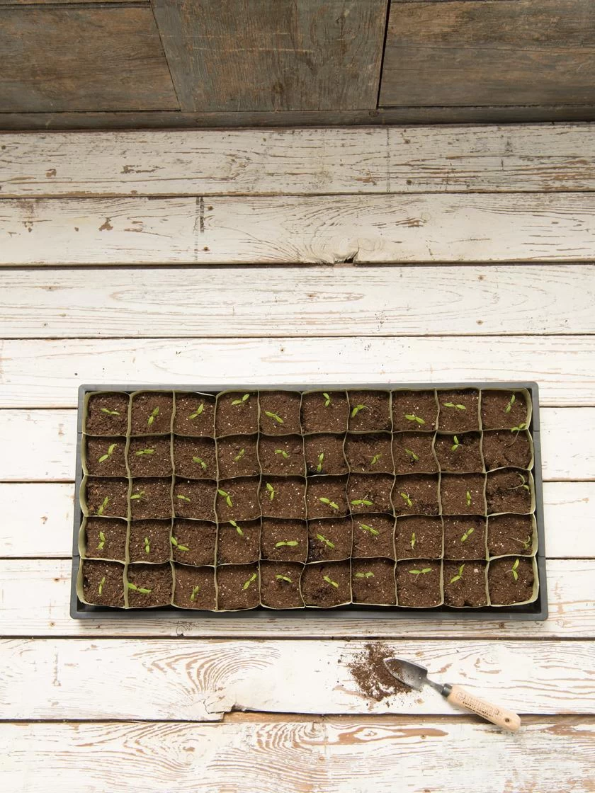 Paper Pots, 50 Cell 7 Paper Pots, 50 Cell - Image 5