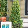 Gardener’s Victory Self-Watering Planter Garden With Vine Trellis -Garden Care Shop 8600174 2100 tif