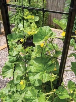 Gardener’s Victory Self-Watering Planter With Vine Trellis -Garden Care Shop 8600176 6853