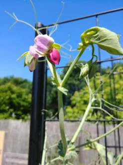 Gardener’s Victory Self-Watering Planter Garden With Vine Trellis 15 Gardener’s Victory Self-Watering Planter Garden With Vine Trellis -Garden Care Shop 8600177 6588 tif 1