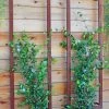 Ina Modern Wall Trellis Sr. -Garden Care Shop 8600510 05V tif