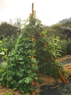 Annabel Tipi Trellis 12 Annabel Tipi Trellis -Garden Care Shop 8600521 02V tif