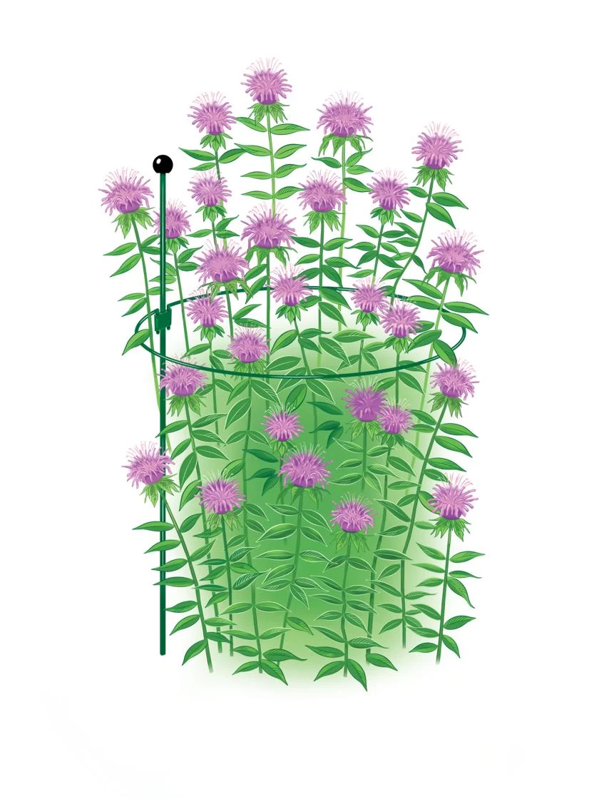 Peacock Classic Plant Support Rings 15", Set Of 2 4 Peacock Classic Plant Support Rings 15", Set Of 2 - Image 2