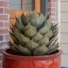 Desert Steel Artichoke Agave Sculpture -Garden Care Shop 8610761 01v desert steel artichoke agave