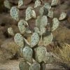 Desert Steel Prickly Pear Cactus Sculpture, Grande -Garden Care Shop 8610769 02v desert steel prickly pear cactus grande