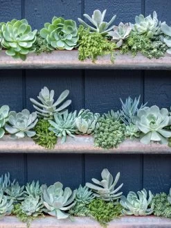 3-Tier Vertical Wall Planter, 3' -Garden Care Shop 8611013 055 tif