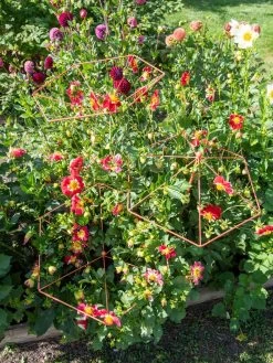 Parasol Plant Supports, Set Of 3 -Garden Care Shop 8611129 050 tif