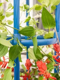 Fleur De Lis Obelisk, 67" -Garden Care Shop 8611663 0607 tif