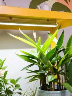 Mobile LED Grow Light Cart -Garden Care Shop 8611724 4059 tif