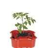 Deluxe Tomato Halos, Set Of 2 -Garden Care Shop 8612045 2009 tif