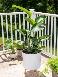 Ava Self-Watering Round Planter -Garden Care Shop 8612692 0001 ava self watering round planter