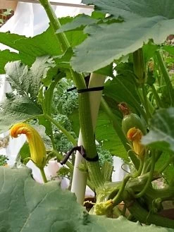 Farmyarn® Multipurpose Garden Tie, 2 Pack -Garden Care Shop 8612948 01v