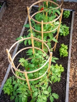 Bamboo Tomato Cages, Set Of 3 13 Bamboo Tomato Cages, Set Of 3 -Garden Care Shop 8613426 6916