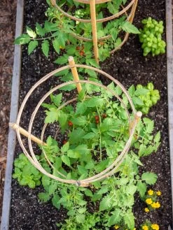 Bamboo Tomato Cages, Set Of 3 14 Bamboo Tomato Cages, Set Of 3 -Garden Care Shop 8613426 6921