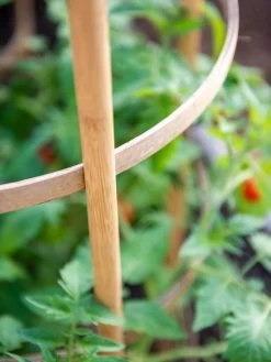 Bamboo Tomato Cages, Set Of 3 16 Bamboo Tomato Cages, Set Of 3 -Garden Care Shop 8613426 6924