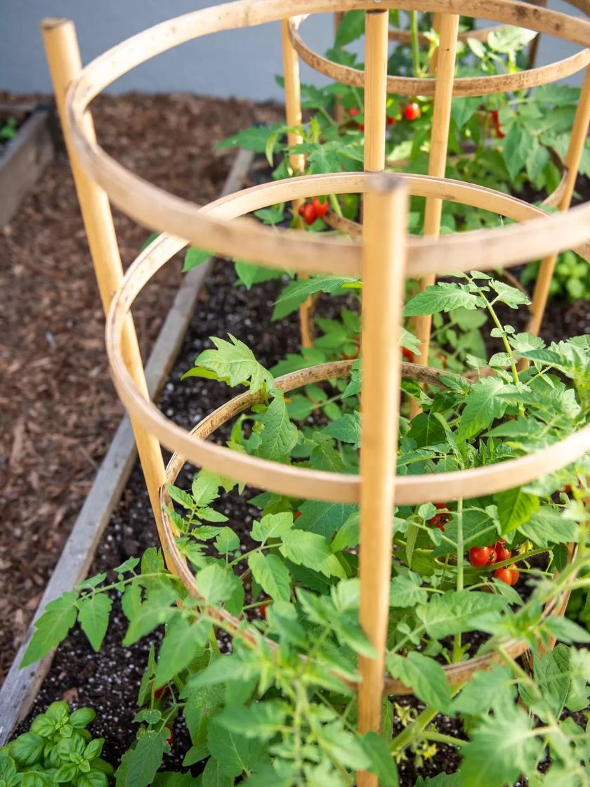 Bamboo Tomato Cages, Set Of 3 4 Bamboo Tomato Cages, Set Of 3 - Image 2