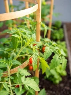 Bamboo Tomato Cages, Set Of 3 15 Bamboo Tomato Cages, Set Of 3 -Garden Care Shop 8613426 6934