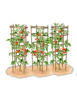 Bamboo Tomato Cages, Set Of 3 18 Bamboo Tomato Cages, Set Of 3 -Garden Care Shop 8613426 art