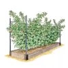 Raspberry Bed -Garden Care Shop GS39389 01S 1