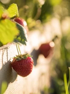 3-Tier Strawberry Bed -Garden Care Shop Strawberry3 3167 tif