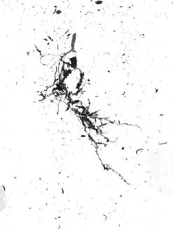 GrowLab® Compact 3-Tier Light Garden With Classroom Guide -Garden Care Shop gstrootscan 02 1