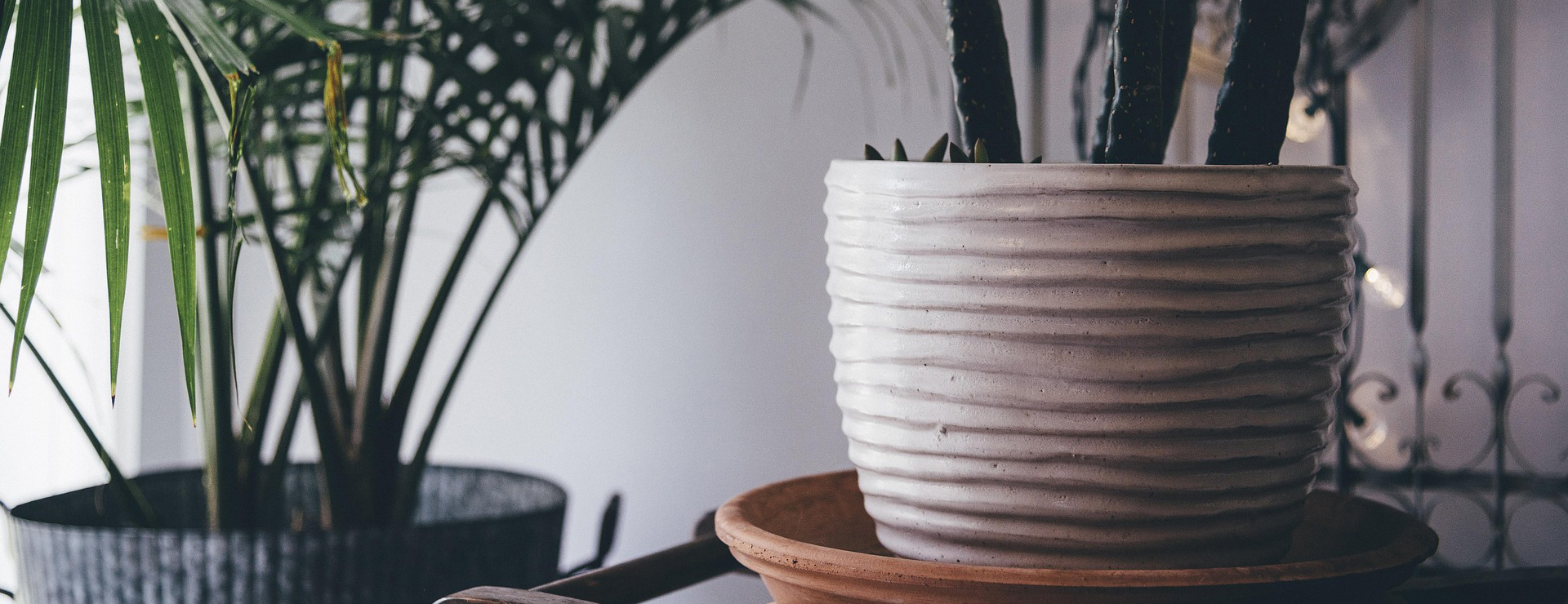 Garden Care Shop -Garden Care Shop decoration 1844906 1920