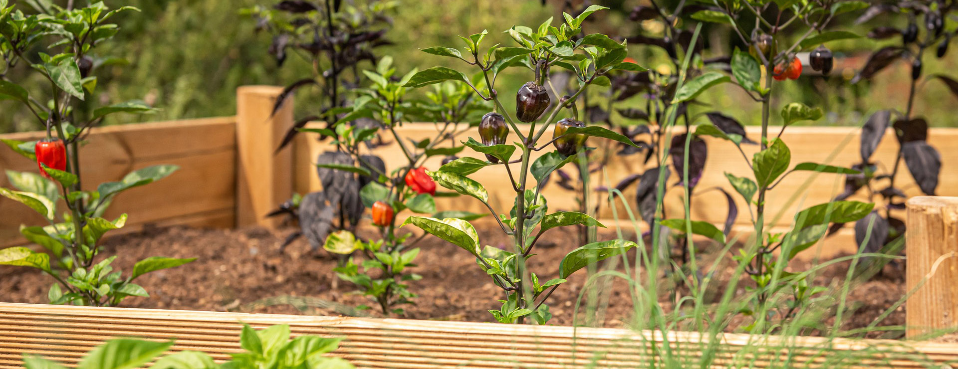 Garden Care Shop -Garden Care Shop raised bed 4392783 1920